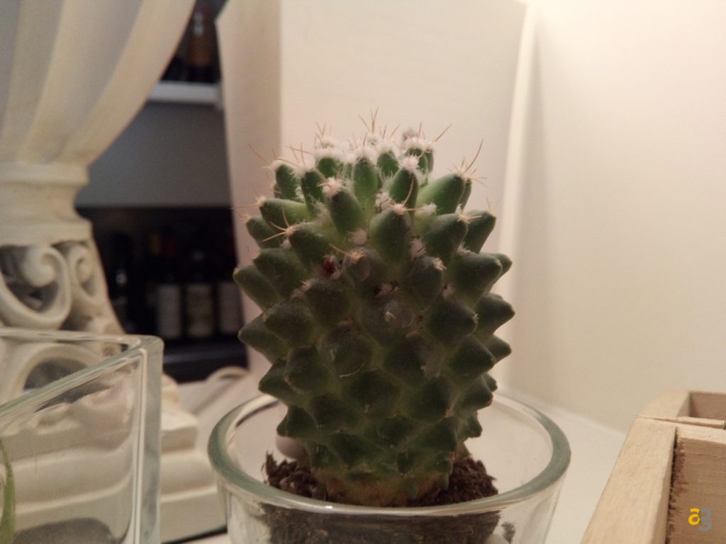 umi-plus-la-recensione