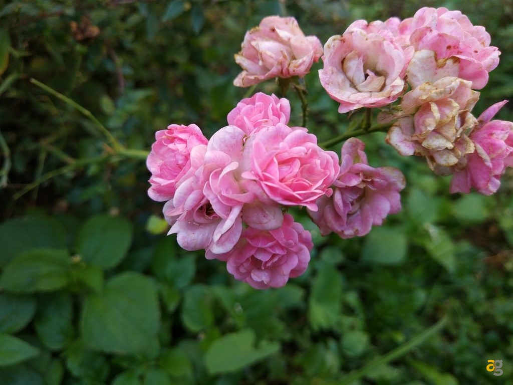 xiaomi-mi5s-recensione