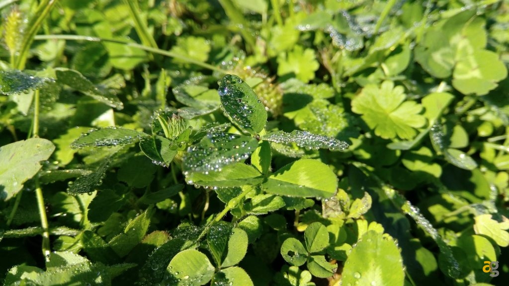 alcatel-shine-lite-recensione