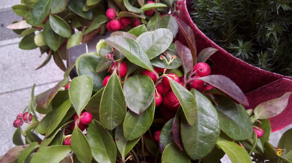 htc-one-a9s-recensione