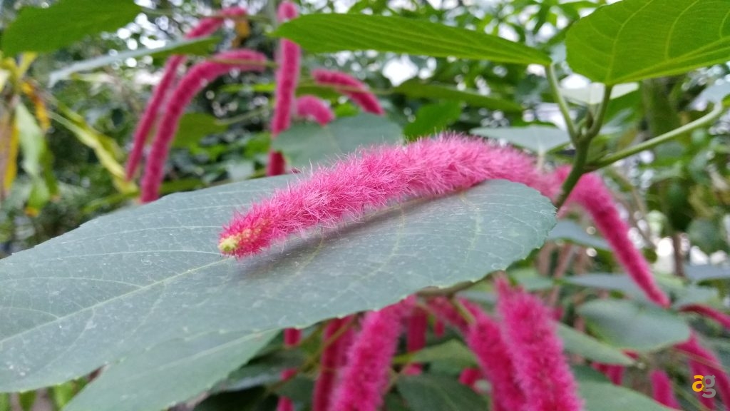 zte-axon-7-mini-recensione