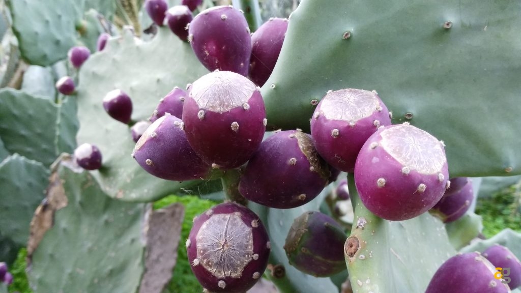 zte-axon-7-mini-recensione