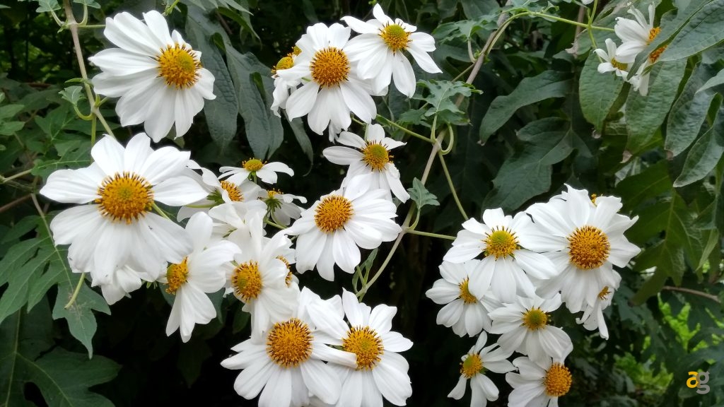 zte-axon-7-mini-recensione