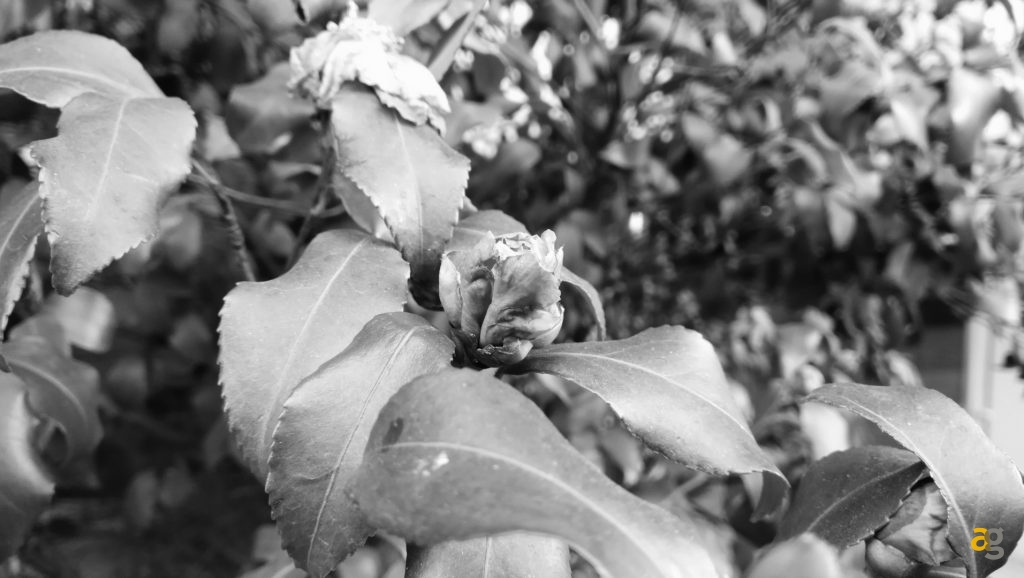 huawei-mate-9-pro-recensione