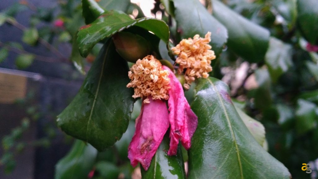 asus-zenfone-3-laser-recensione