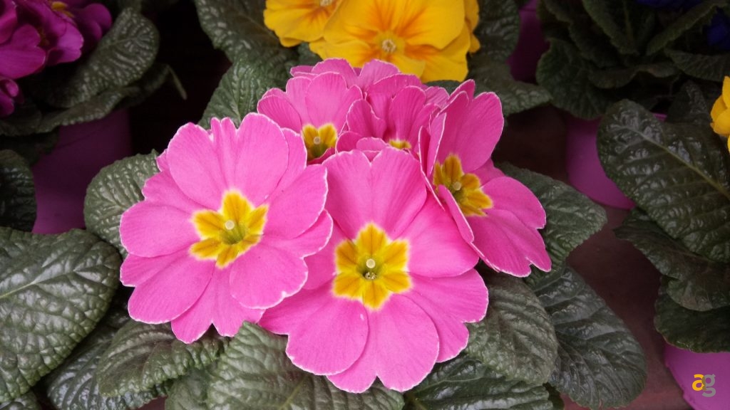 neffos-x1-recensione