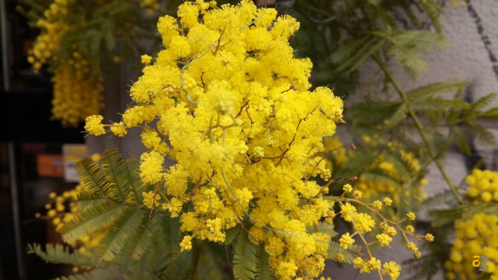 neffos-x1-recensione