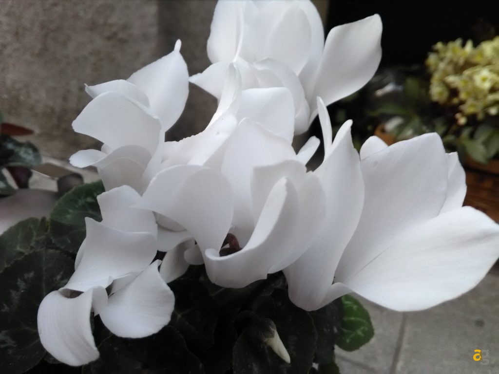 neffos-y5-recensione