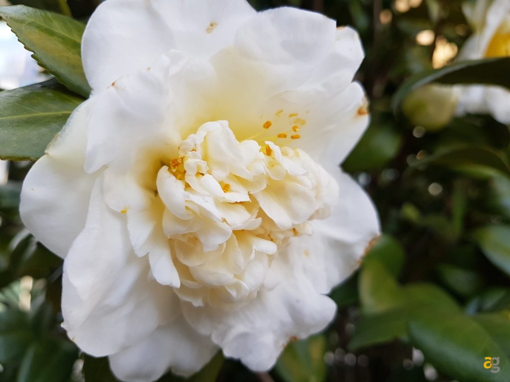 recensione-samsung-galaxy-s8