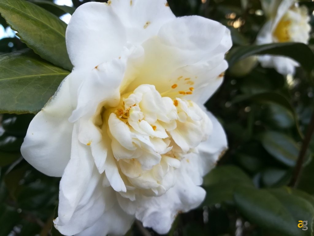 recensione-huawei-p10-lite
