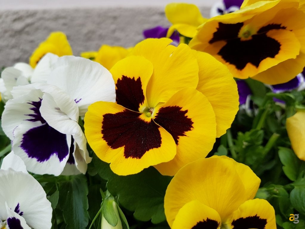 samsung-galaxy-s8-plus-recensione