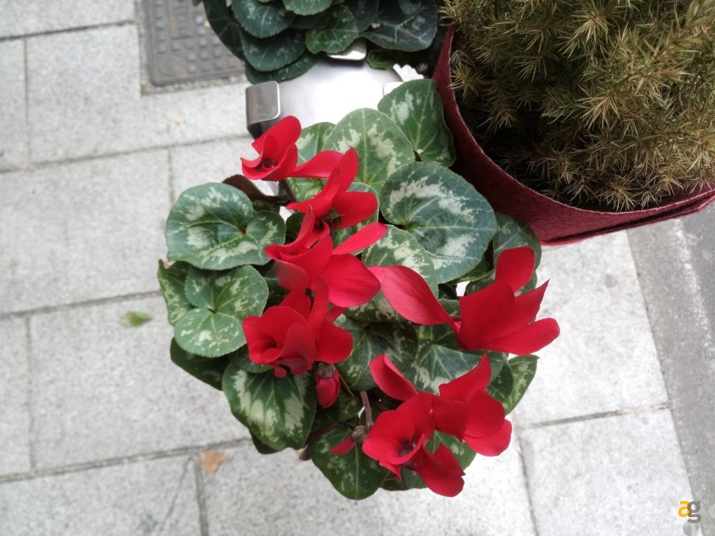 recensione-umi-z-pro