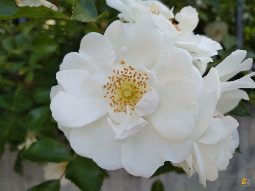 recensione-blackberry-keyone