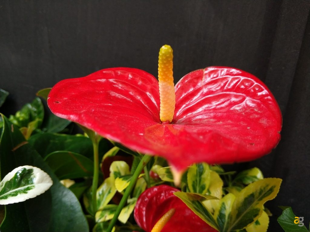 recensione-xiaomi-mi6-confronto-mi5