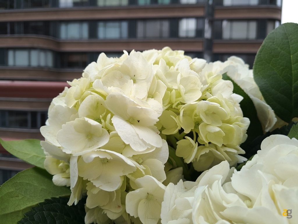 recensione-meizu-pro-6-plus