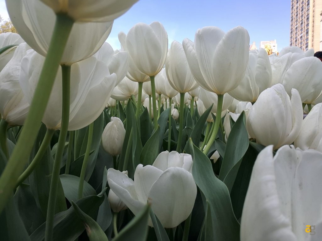 recensione-meizu-pro-6-plus