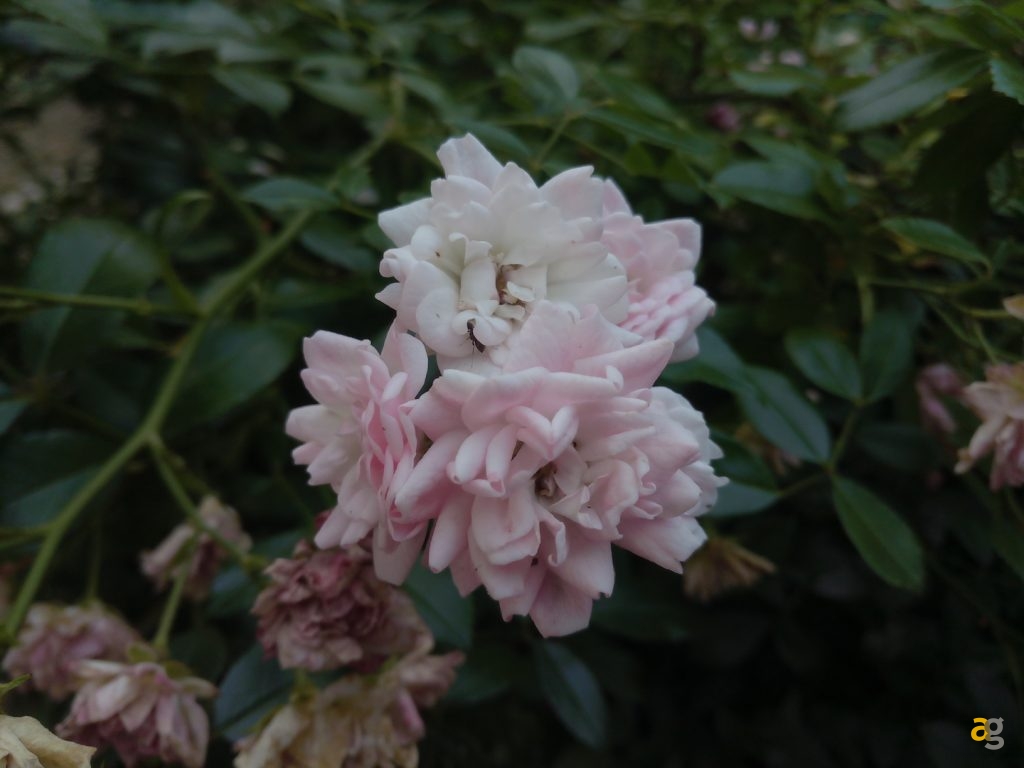 recensione-ulefone-gemini-pro