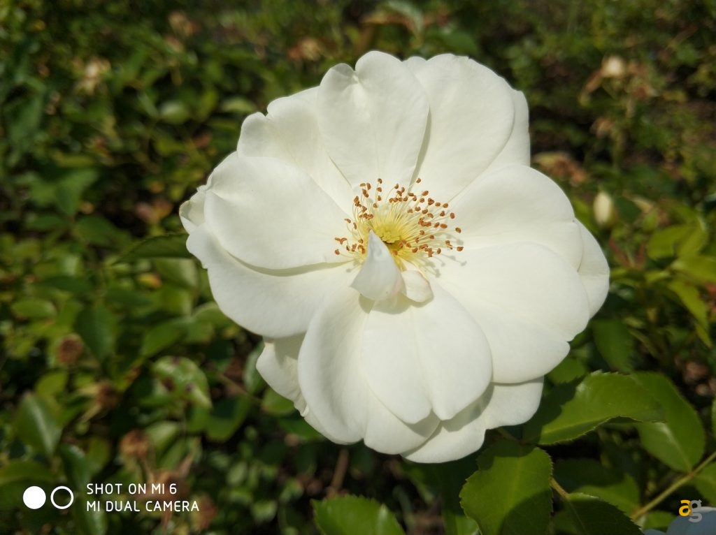 recensione-xiaomi-mi6-global-confronto-mi5