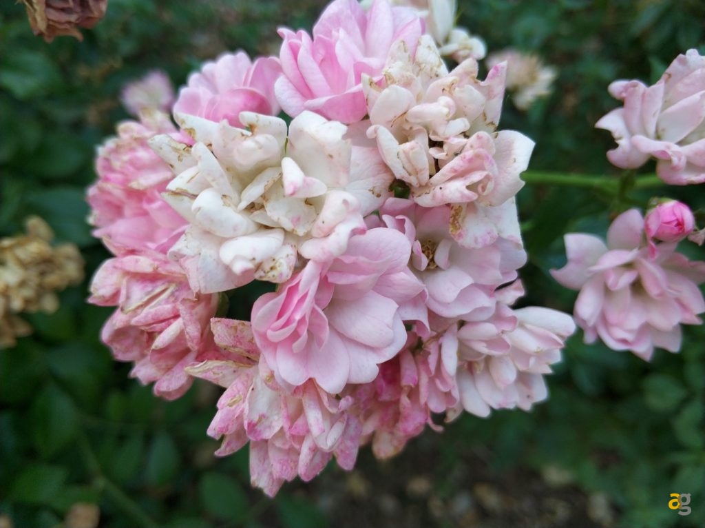 recensione-xiaomi-mi6-global-confronto-mi5