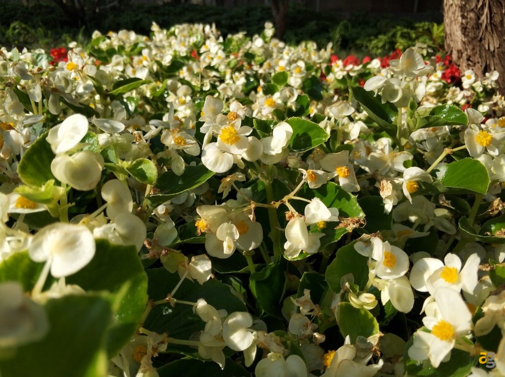 recensione-xiaomi-mi6-global-confronto-mi5