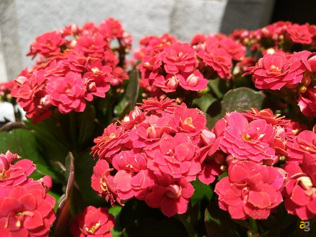 recensione-xiaomi-mimax-2