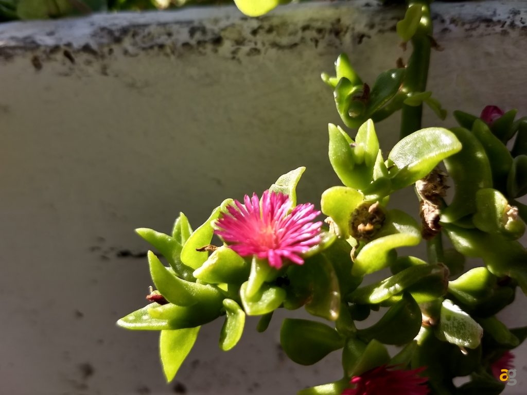 recensione-moto-z2-play