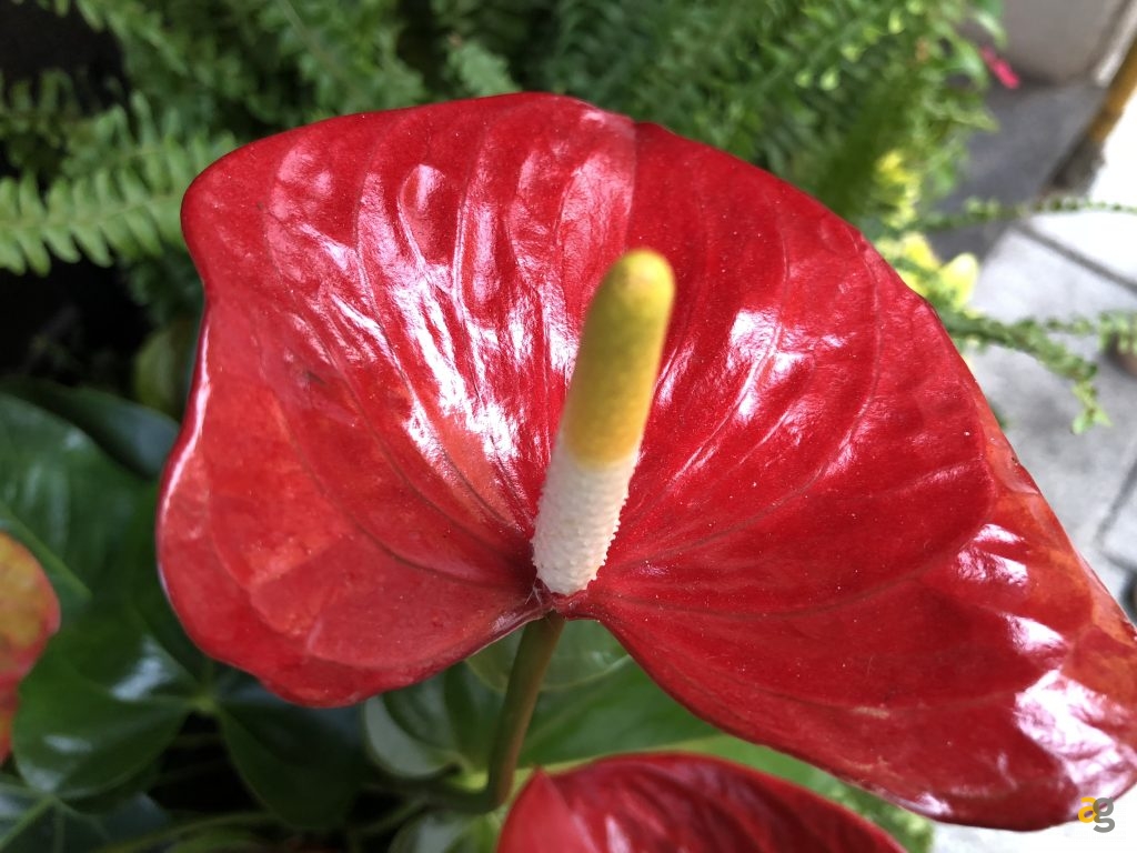 recensione-iphone-8-plus