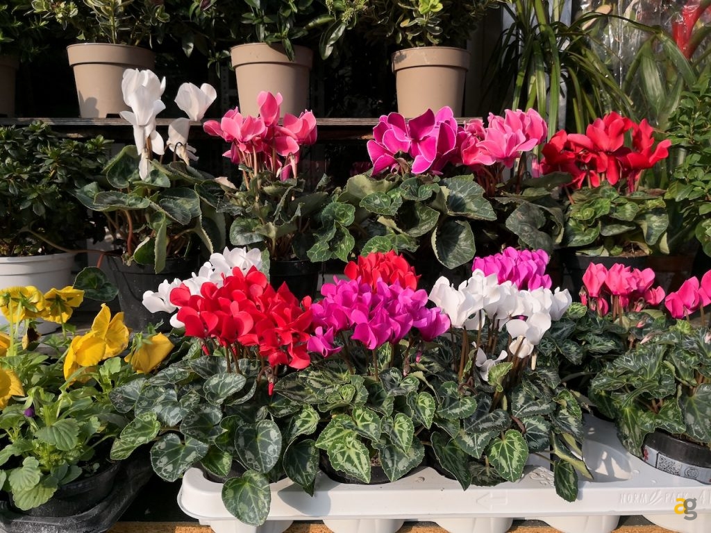 recensione-huawei-mate-10-pro