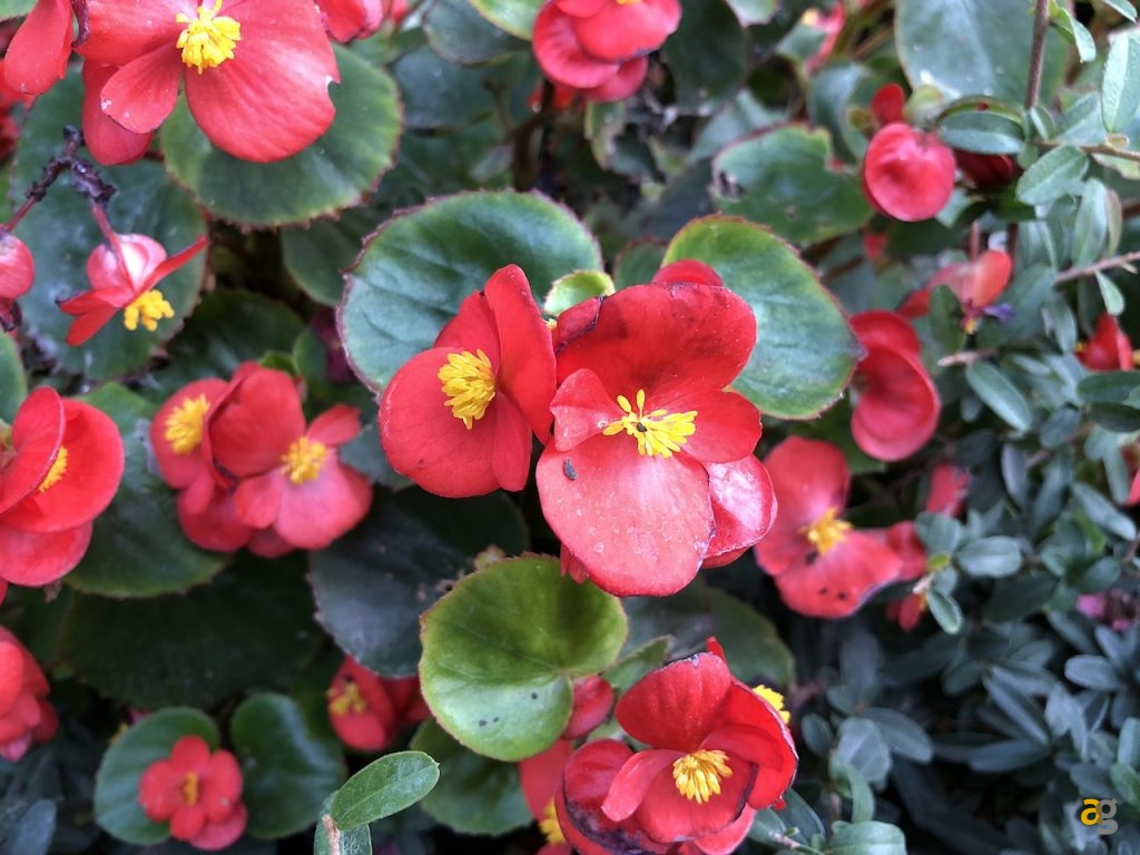 recensione-iphone-8-confronto-iphone-8-plus-iphone-7