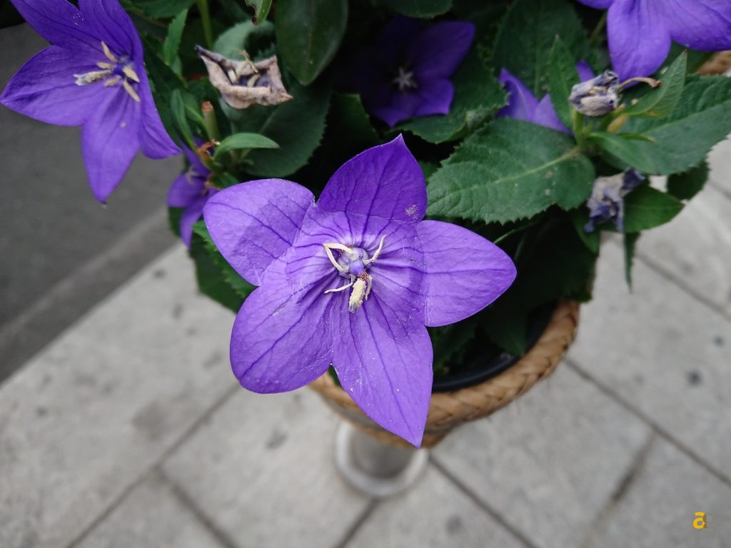 recensione-sony-xperia-xz1-compact