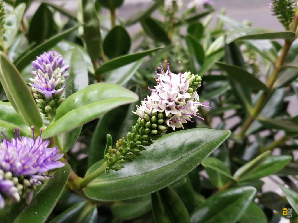 recensione-xiaomi-mi-mix-2