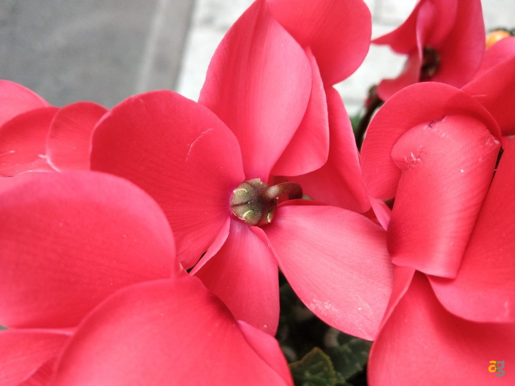 recensione-razer-gaming-phone