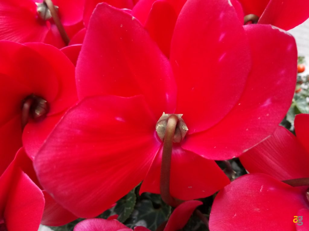 recensione-honor-6c-pro