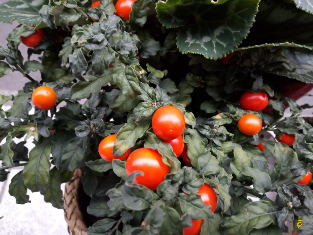 recensione-honor-6c-pro