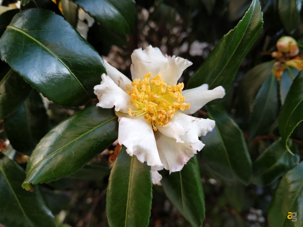 recensione-archos-diamond-omega