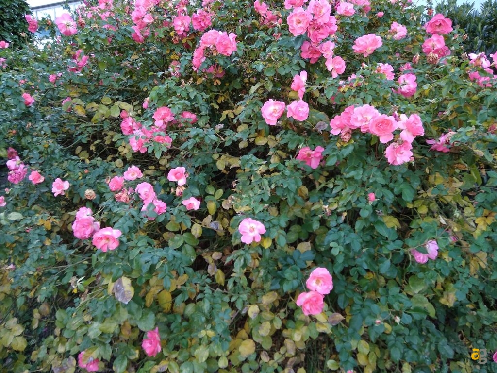 recensione-xiaomi-redmi-5a