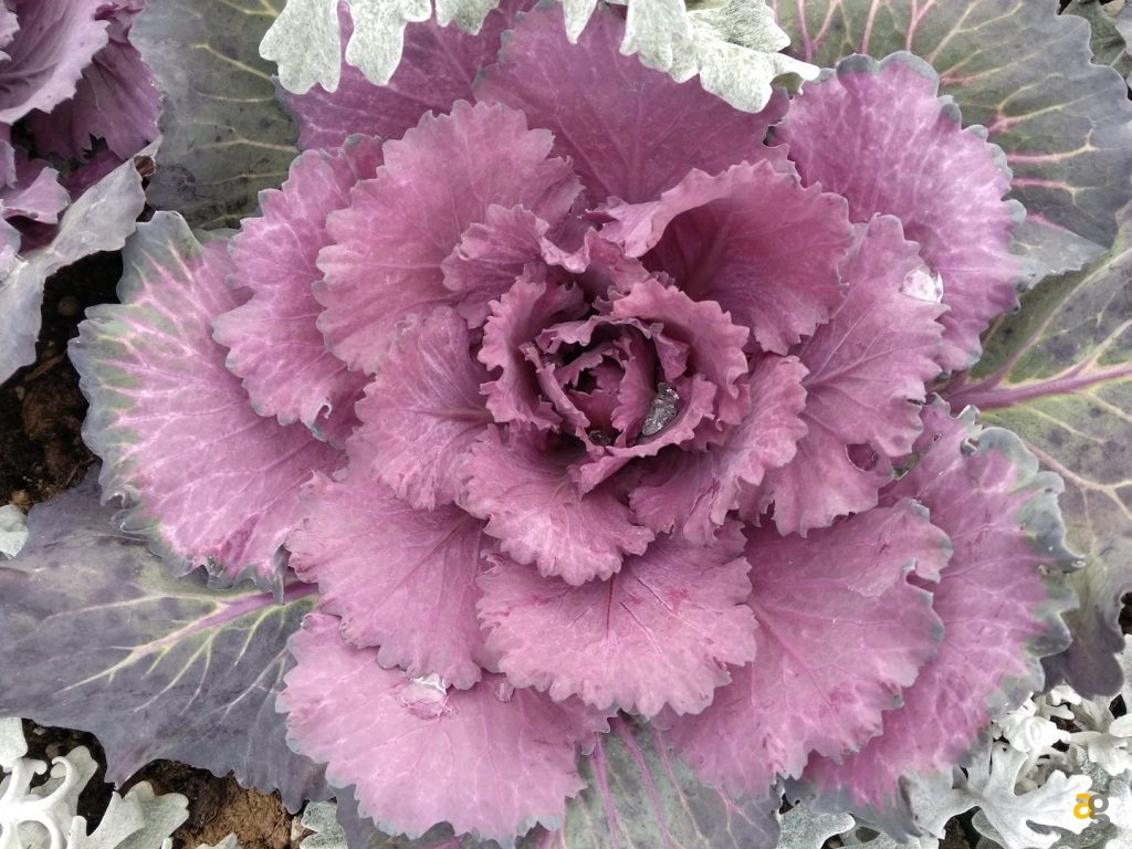 xiaomi-redmi-note-5a