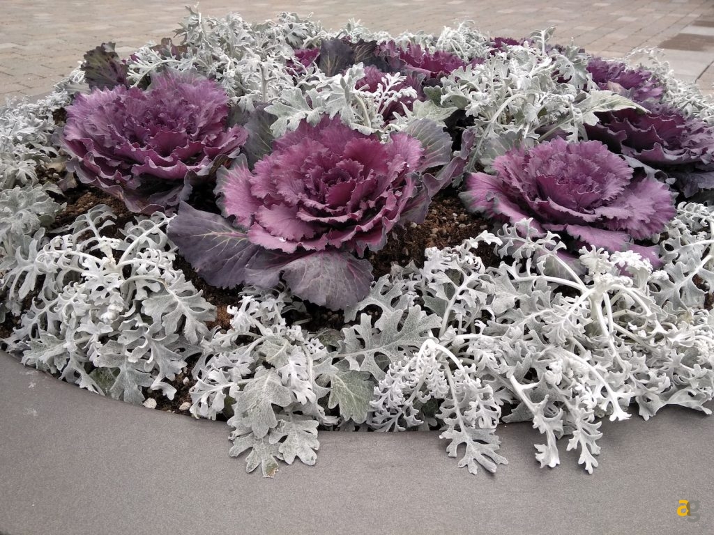 xiaomi-redmi-note-5a