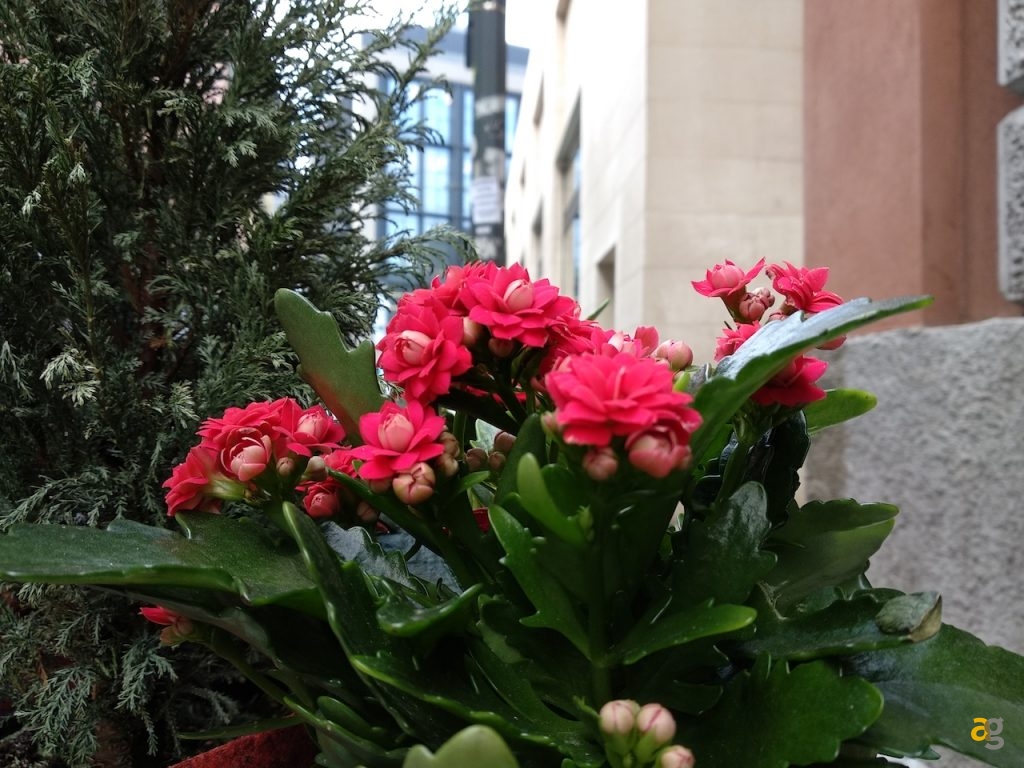 confronto-xiaomi-a1-redmi-5-plus-meizu-m6-note