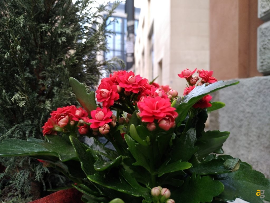 confronto-xiaomi-a1-redmi-5-plus-meizu-m6-note