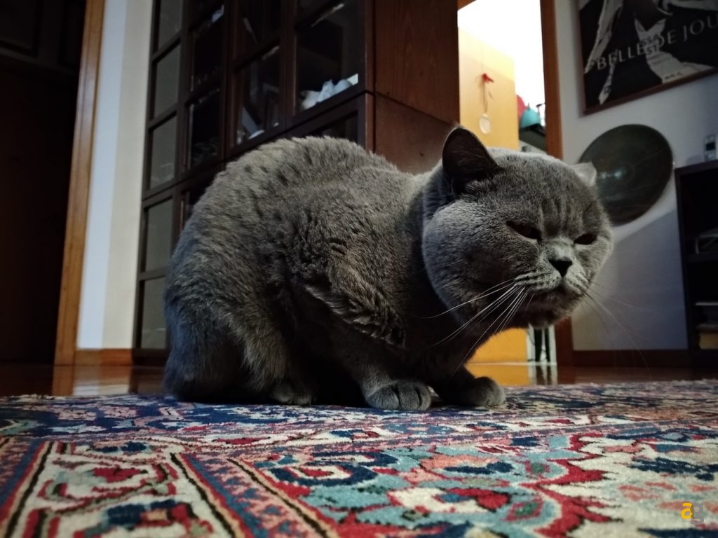 xiaomi-redmi-5-e-5-plus