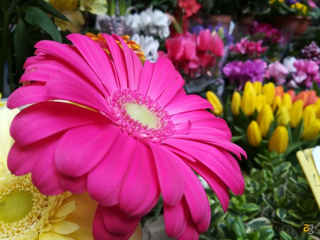 confronto-medi-huawei-honor