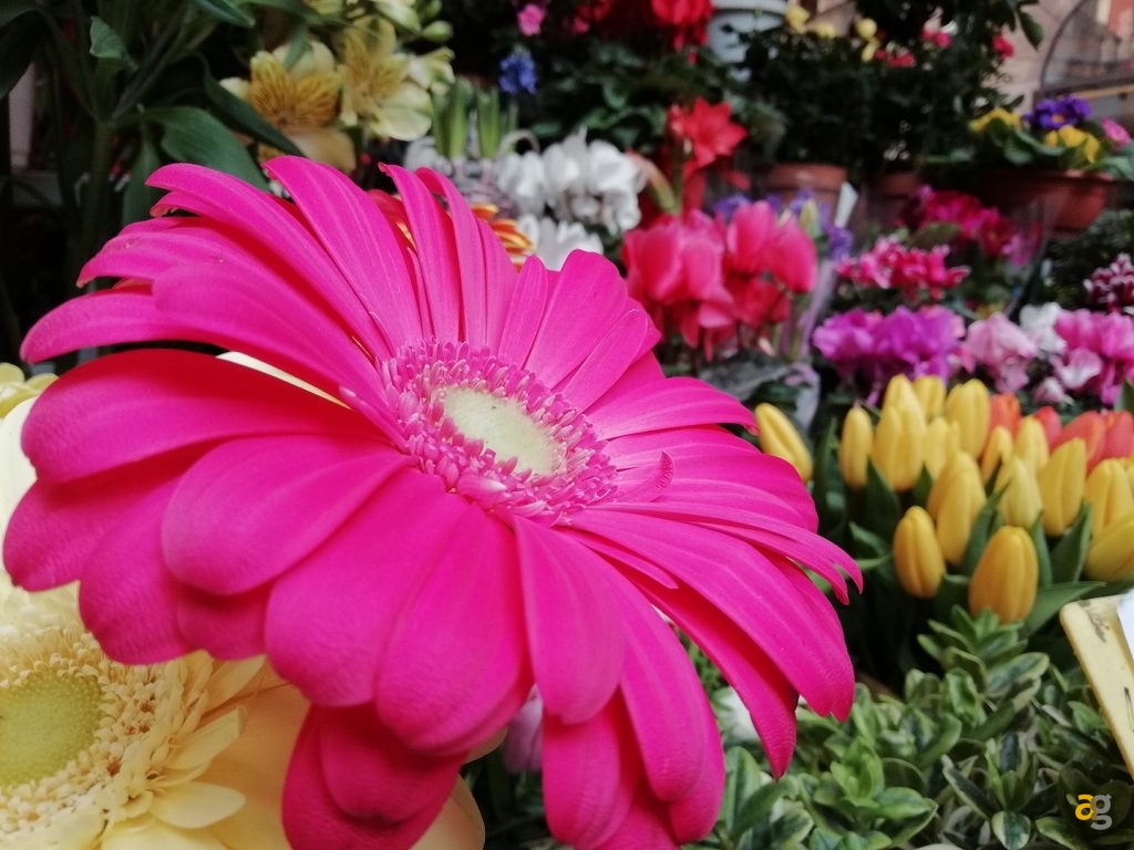 confronto-medi-huawei-honor