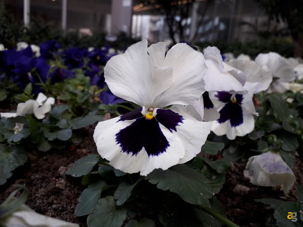 recensione-samsung-j3