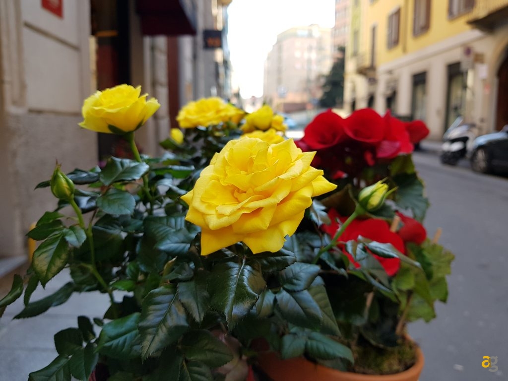 confronto-fotografico-s9-plus