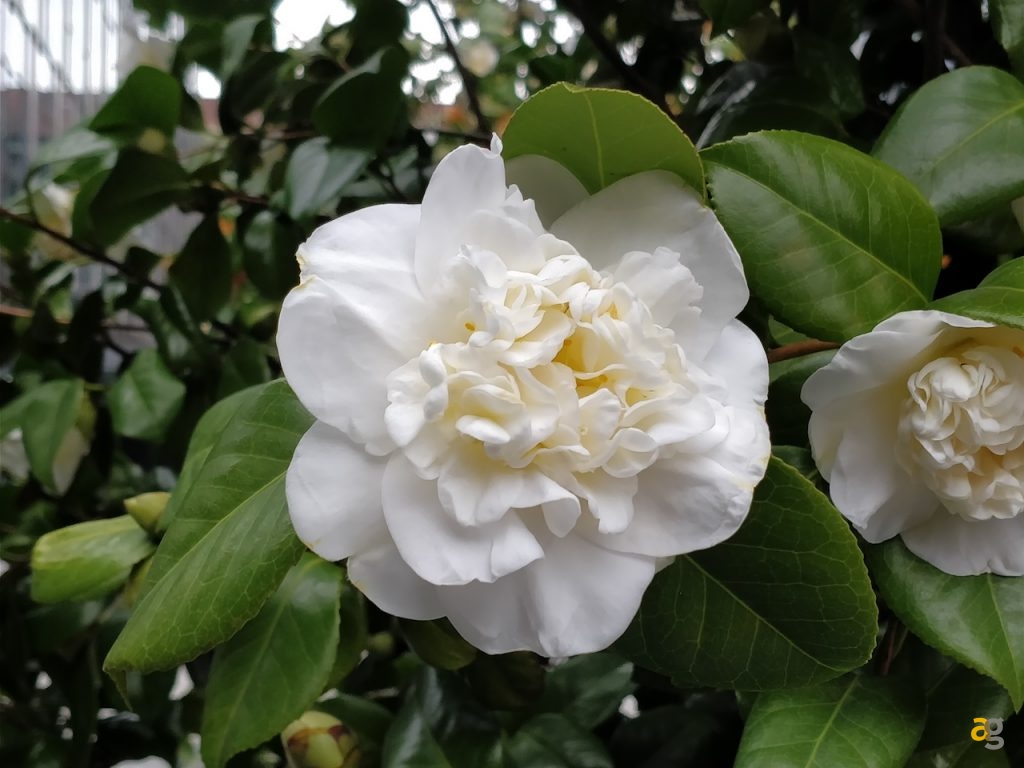 confrontone-fotografico