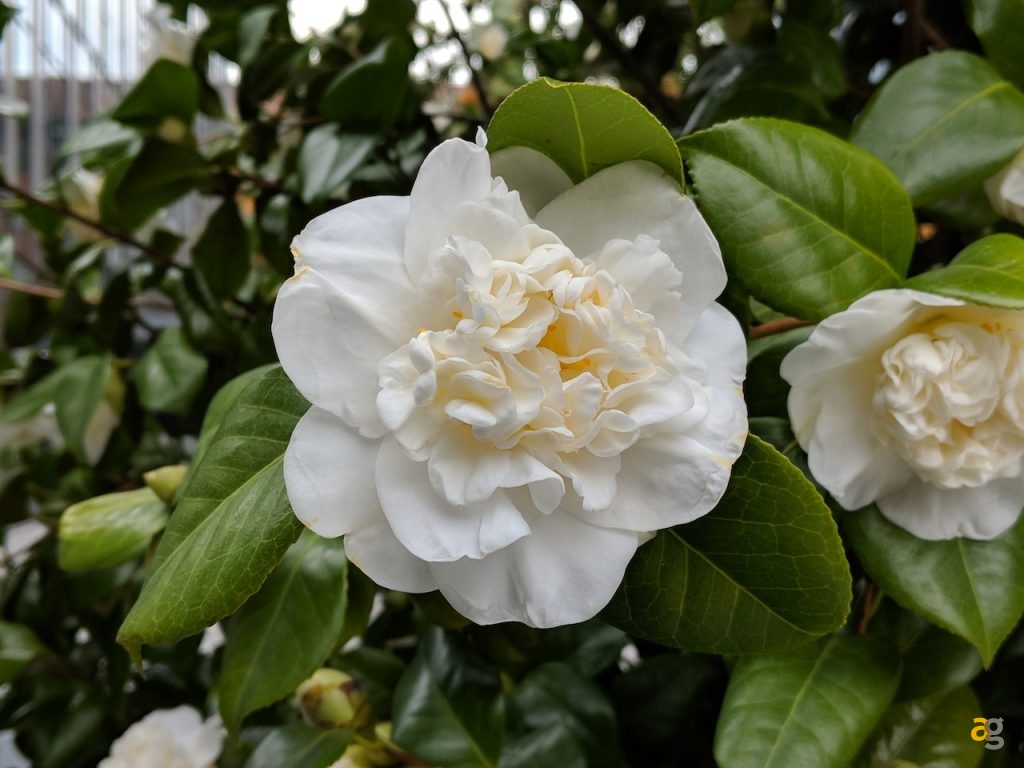 confrontone-fotografico