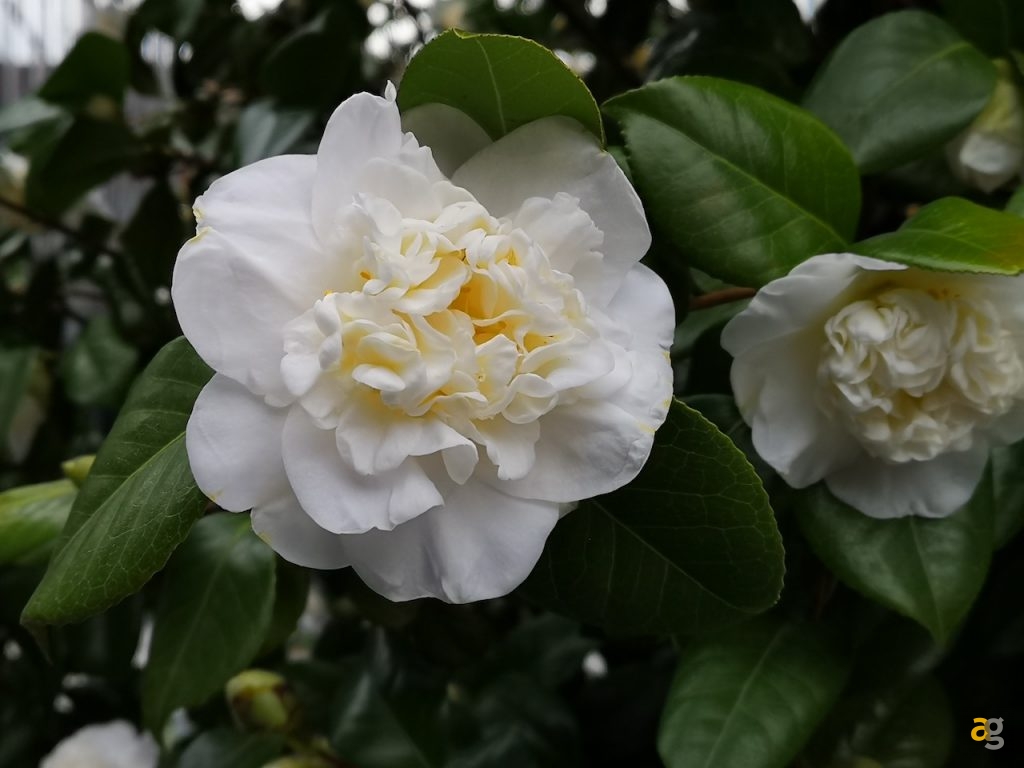 confrontone-fotografico