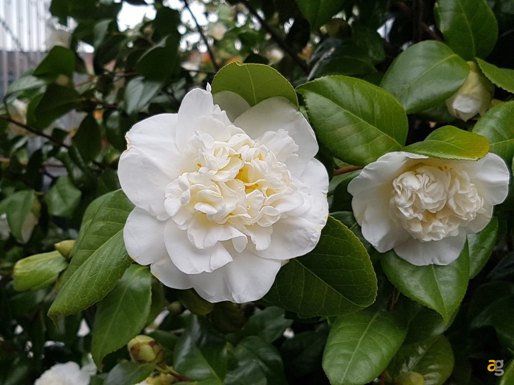 confrontone-fotografico