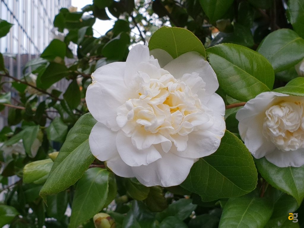 confrontone-fotografico